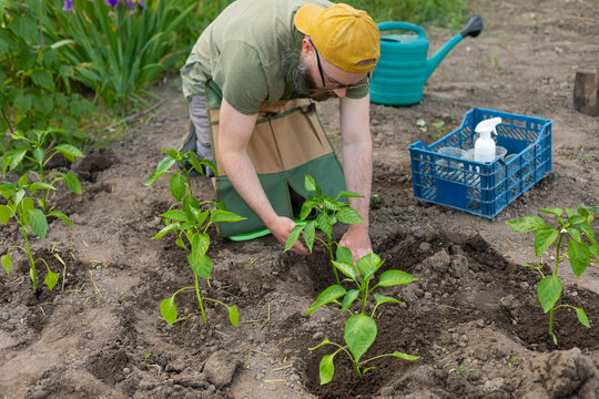 gardener planting peppers