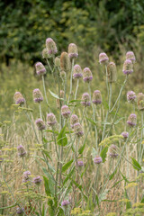 close-up of multiple Wild Teasel thistle heads (Dipsacus fullonum)