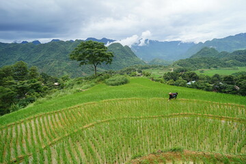 Lush green rice terraces at Pu Luong, noth Vietnam in July. 