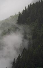 Alaskan rainforest mist