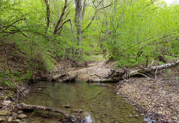 nature park ,spring awakening in nature and a walk through the forest