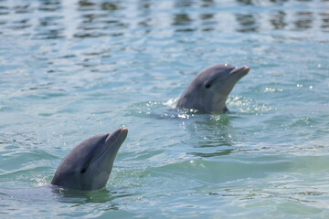 Obraz premium Dos delfines nadan en el Océano Atlántico en Cuba, papel tapiz, fondo para el diseño