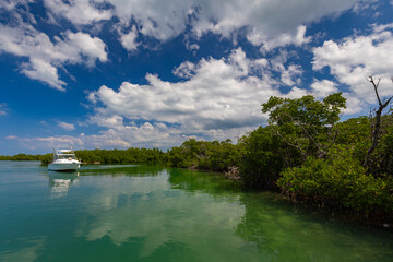 Fototapeta premium Bosques de manglares en una isla tropical desierta en Cuba. Un crucero de vacaciones por las cristalinas aguas del Océano Atlántico. Vegetación exótica salvaje.