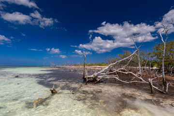 Bosques de manglares en una isla tropical desierta en Cuba. Un crucero de vacaciones por las cristalinas aguas del Océano Atlántico. Vegetación exótica salvaje. Fondo de pantalla, fondo para el diseño