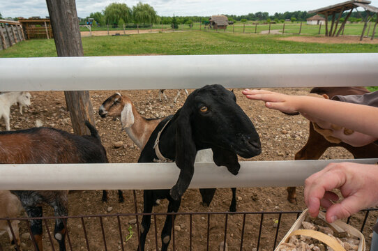  man's hand feeds a Beetal goat at the zoo. Indian and Pakistan Goat