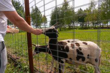 man feeds a Jacob sheep behind a fence in the zoo, Belarus