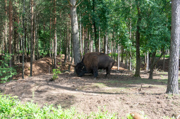 American bison playing with a piece of wood at the zoo in Baranovichi, Belarus