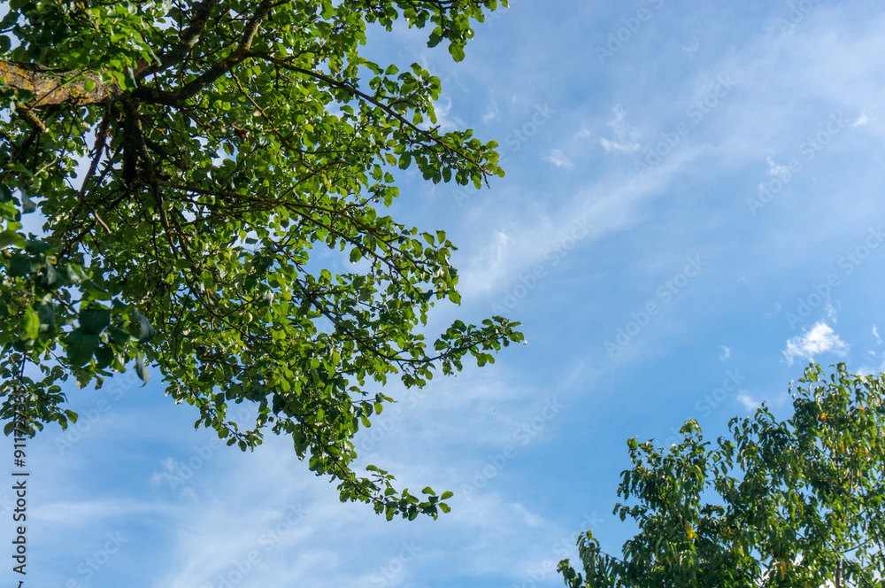 Wall mural trees with green foliage against the blue sky and clouds.