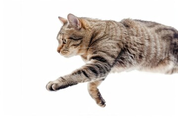 Obraz premium energetic shorthair cat midleap suspended in air against pure white backdrop sharp focus captures muscular form and alert expression