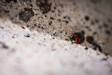ladybug close-up close-up on gray surface, close-up view, selective focus