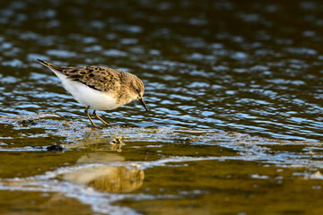 Temminckstrandläufer // Temminck's Stint (Calidris temminckii) - Milos, Griechenland