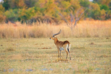 Lechwe, Kobus leche, antelope in the golden grass wetlands. Lechve running in the river water, Okavango delta, Botswana in Africa. Wildlife scene from nature. 