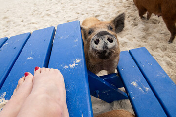 Wild pig on beach in Bahamas is a bit too friendly