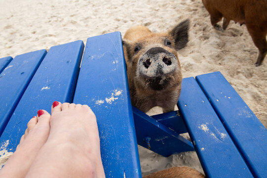 Wild pig on beach in Bahamas is a bit too friendly