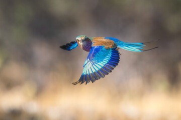 Closeup and portrait of bird , in flight. The Lilac breasted Roller is a bird of the family Coraciidae, the rollers. It occurs widely from West Asia to the Indian Subcontinent. 4k resolution