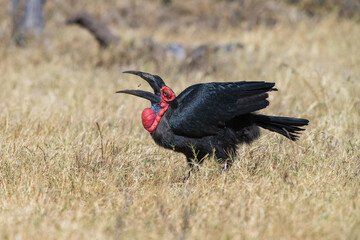 Southern Ground Hornbill (Bucorvus leadbeateri; formerly known as Bucorvus cafer) searching for food and eating a prey, Botswana