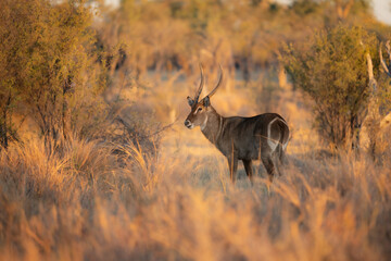 Waterbuck close-up detail, Kobus ellipsiprymnus, large antelope in sub-Saharan Africa. Nice African animal in the nature habitat, Uganda. Wildlife from nature. Evening Africa. Africa wildlife. 