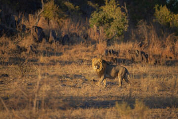 Portrait of a strong male African lion (Panthera leo), Moremi game reserve, Botswana, Captivating images of Africa's lions, Experience the the wild essence of the continent. Sunrise, 8k resolution