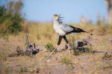 Secretarybird or Secretary Bird - Sagittarius serpentarius large, mostly terrestrial bird of prey, endemic to Africa, grasslands and savanna of the sub-Saharan region, very long legs, eagle-like body