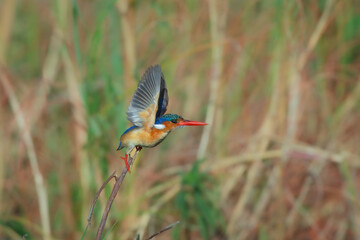 Flying Malachite Kingfisher, Corythornis cristatus n Okavango Delta, Botswana