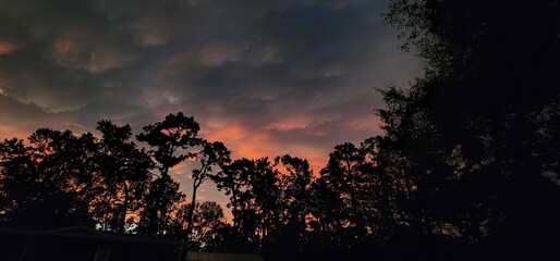 Fototapeta premium All things nature