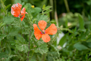 Fototapeta premium close-up of a flowering papaver dubium red poppy (long-headed poppy, blindeyes) 