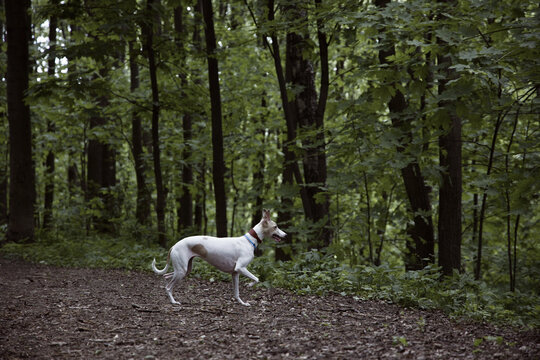White Dog Running Through Green Forest on a Sunny Day