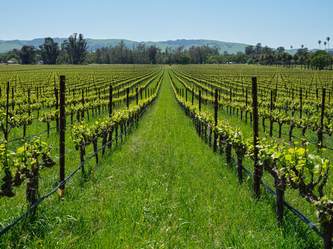 Row Of Vineyard Grape Vines In Field Landscape
