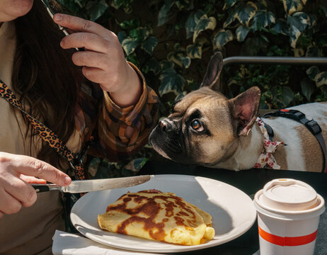 French bulldog soliciting for food