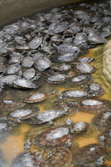 Preservação de tartarugas em Alter do Chão, Pará