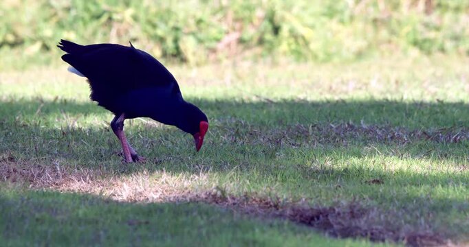 Australasian swamphen, pukeko, on the Lawn