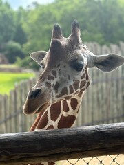 close up of a giraffe