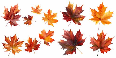 a background of maple leaves on a white background