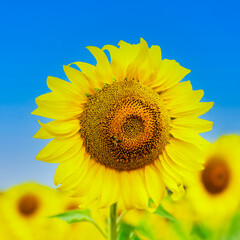 Obraz premium Sunflower with yellow petals on blue sky background on a clear and sunny day.
