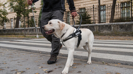 Blind pedestrian carrying a white cane and walking with a guide dog, crossing a street. Concepts of...