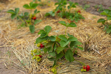 mulching strawberry beds