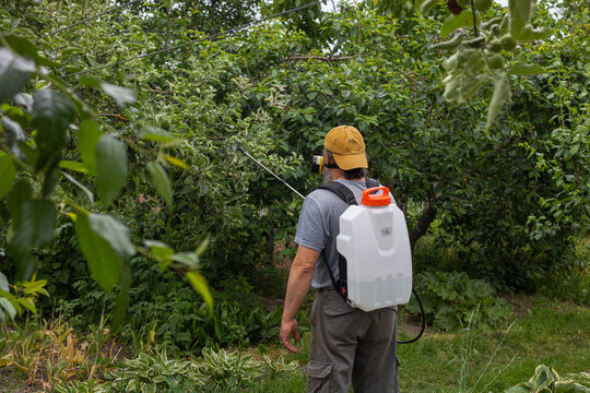 treating the garden from parasites by a farmer