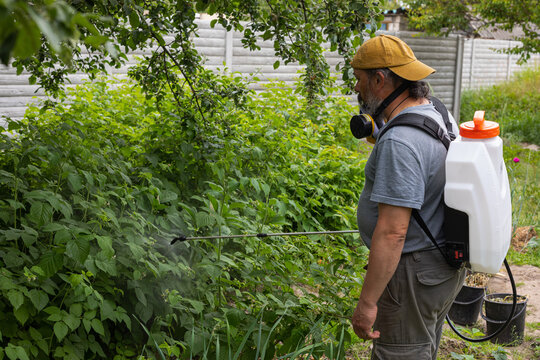 man pollinating raspberries