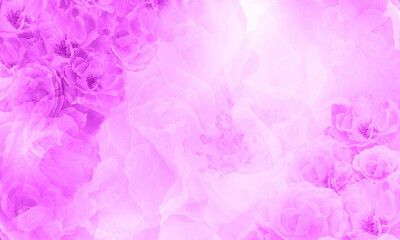 beautiful pink and violet rose flowers bouquet on blur pink and violet roses flower background, nature, love, valentine, buddha, banner, template, copy space