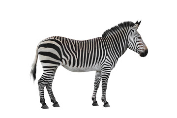 Obraz premium Zebra animal isolated on white background