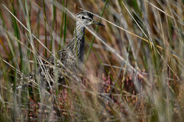 Bruchwasserläufer // Wood sandpiper (Tringa glareola)