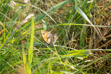 meadow brown butterfly (Maniola jurtina) feeding amongst grasses