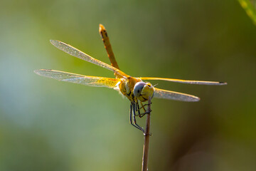 Macro photo of dragonfly. Insect with wings. Dragonfly with colorful wings.