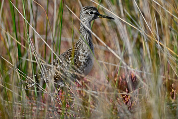 Bruchwasserläufer in einer Salzwiese // Wood sandpiper in a salt marsh (Tringa glareola)