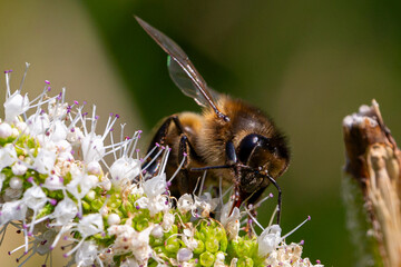 Bee collecting pollen from flowers. Macro photo of a bee while collecting pollen. Collecting insects.