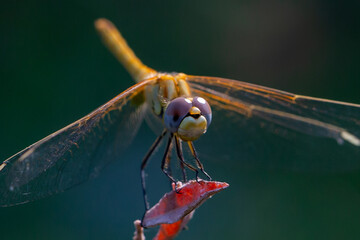 Macro photo of dragonfly. Insect with wings. Dragonfly with colorful wings.