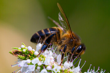 Bee collecting pollen from flowers. Macro photo of a bee while collecting pollen. Collecting insects.