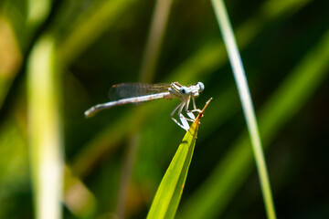 Macro photo of dragonfly. Insect with wings. Dragonfly with colorful wings.