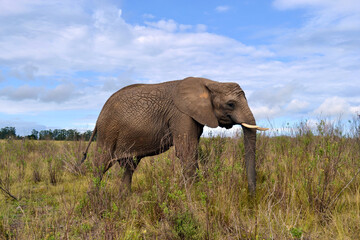 Fototapeta premium Elephant in Field