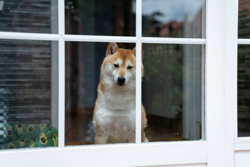 Shiba inu dog peering through window pane